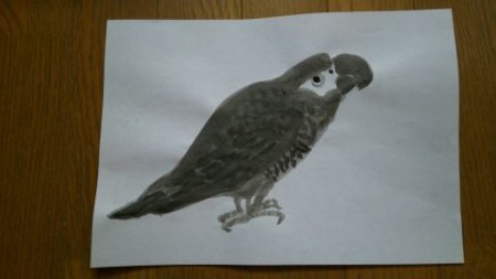 ヨウムのバロ１