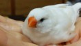 /album/%e9%8c%a6%e8%8a%b1%e9%b3%a5%e3%81%aech0-%e3%81%a1%e3%82%83%e3%82%93/dsc-0042-jpg2/